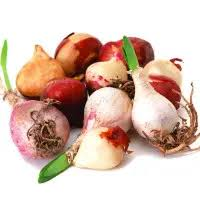 <span style="font-weight: 700;"><strong>ЦИБУЛИНИ КВІТІВ</strong></span><br>